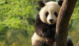 娱乐吃瓜大熊猫微博,揭秘大熊猫微博背后的趣味故事