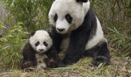 娱乐吃瓜大熊猫微博,揭秘大熊猫微博背后的趣味故事