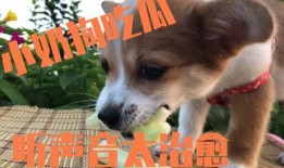 吃瓜娱乐小狗,小狗带你领略萌宠界的欢乐时光