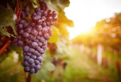 葡萄爆料视频大全最新,揭秘娱乐圈最新热点事件