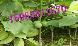 碧根果种植爆料视频大全,视频大全带你走进种植世界