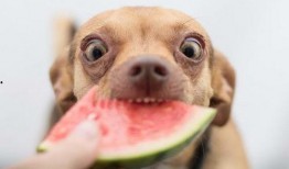 吃瓜娱乐小狗,小狗带你领略萌宠界的欢乐时光