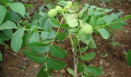 碧根果种植爆料视频大全,视频大全带你走进种植世界