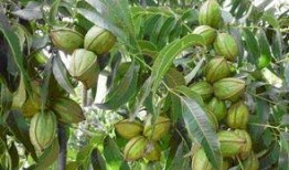 碧根果种植爆料视频大全,视频大全带你走进种植世界
