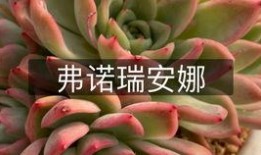 今日爆料山地玫瑰图片,大自然的瑰宝与神秘面纱