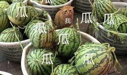 娱乐吃瓜公司有哪些品牌,揭秘娱乐吃瓜界的明星品牌矩阵