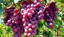 葡萄爆料视频大全最新,揭秘娱乐圈最新热点事件