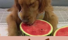 摆烂吃瓜成团宠免费阅读,团宠的逆袭之路