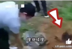 逃生最新爆料视频大全集,惊险瞬间，生死攸关！