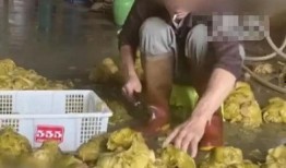 爆料汕头腌菜视频播放,传统美味背后的独特魅力