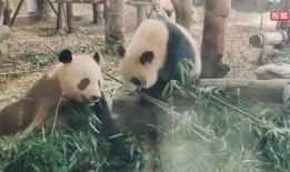 娱乐吃瓜大熊猫微博,揭秘大熊猫微博背后的趣味故事