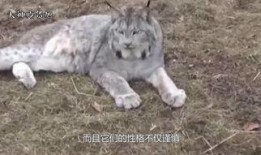 狼全集在线观看,探寻狼族传奇，揭秘野性世界